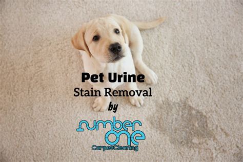 Pet urine carpet cleaner - Number One Carpet Cleaning