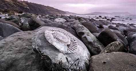 Why The Jurassic Coast Is One Of The Best Fossil Collecting Sites On