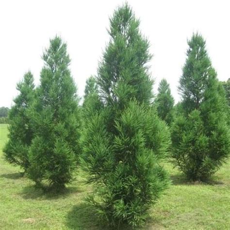 Cryptomeria Japonica Radicans