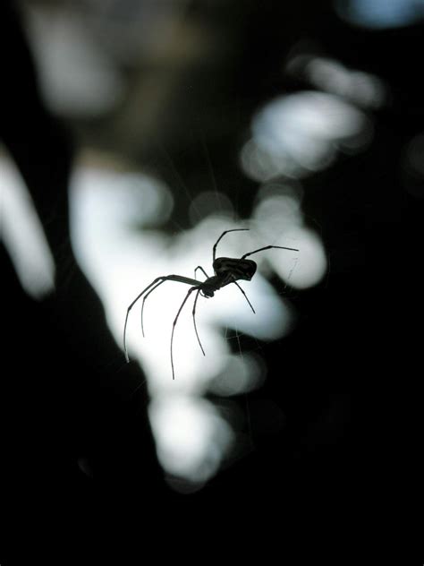 8 Best DIY Spider Repellent Ideas For Your Home