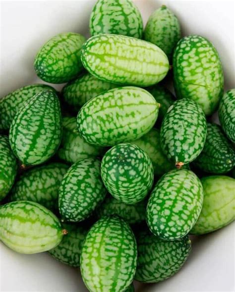 50 Cucamelon Melothria Scabra Mouse Melon Mexican Gherkin Mini Etsy