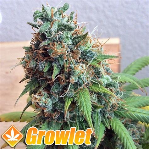 Green Crack Feminized Seeds From Humboldt Seeds