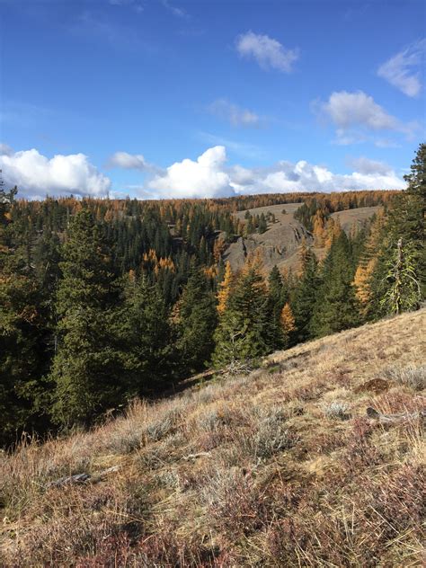 Elk hunt in Colockum, WA. I was unsuccessful, but still feel pretty