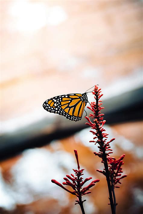 Monarch Butterflies on a Flower · Free Stock Photo