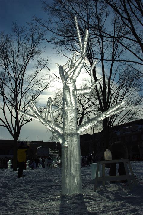 Ice Tree - Pentax User Photo Gallery