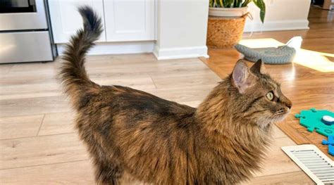 Why Do Cats Wag Their Tails 12 Reasons Love Your Cat