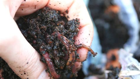 How to Make a DIY Worm Bin & the Best Way to Harvest Castings - The ...