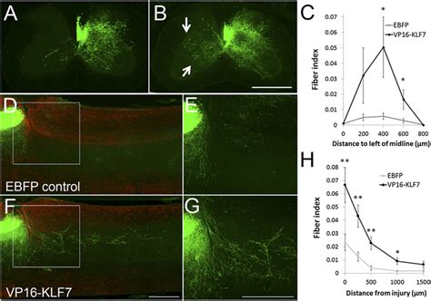 Overexpression Of Vp Klf Promotes Cst Axon Sprouting And