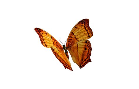 Light Glowing Butterfly Png For Picsart Brush Footed Butterfly Monarch