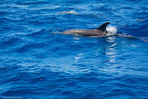 Observación de Ballenas y Delfines en Lanzarote Experiencia privada