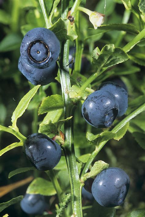 Bilberries Vaccinium Myrtillus Photograph By Bob Gibbons Fine Art