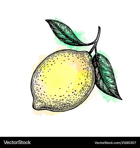 Sketch of lemon Royalty Free Vector Image - VectorStock