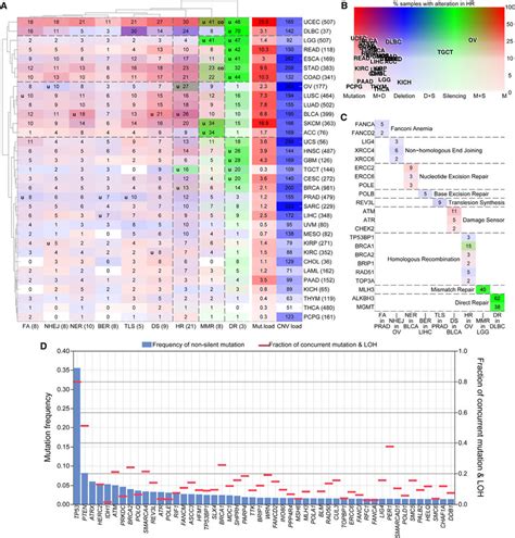 Cancer Types Display Variable DNA Damage Repair Gene Somatic