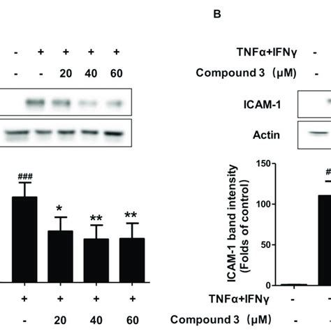 Effects of compounds 1 and 3 on TNF α IFN γinduced ICAM 1 expression in