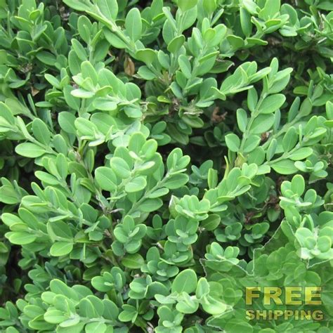 KOREAN BOXWOOD Buxus Microphylla Koreana 10 SEEDS FREE S H Walmart