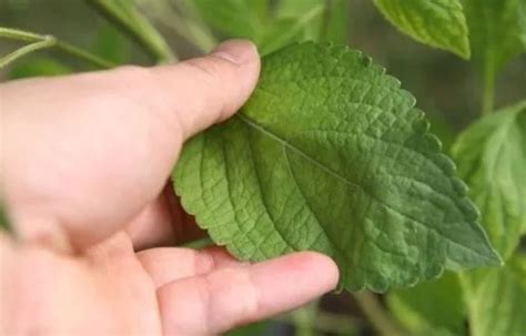 Green Dried Vana Tulsi 100 Gm Leaves At Rs 160kg In Agra Id