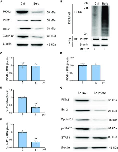 Direct Binding Of Berberine To PKM2 Promotes Ubiquitination To Inhibit