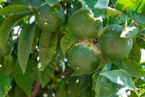 What Is Citrus Scab Disease How To Get Rid Of Citrus Scab Gardening