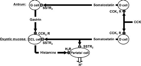 Figure 1 From Genetic Dissection Of The Signaling Pathways That Control Gastric Acid Secretion