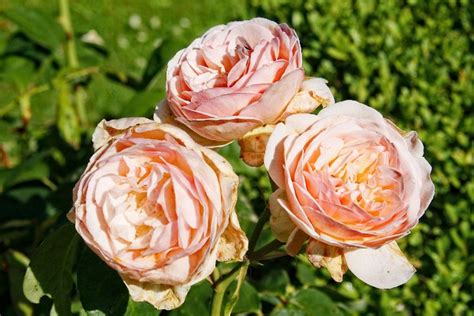 Three Pink Flowers With Green Leaves In The Background