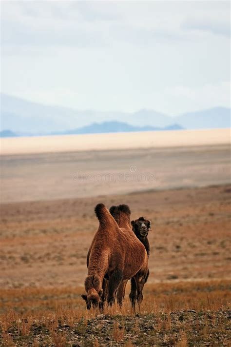 Bactrian Camel in the Steppes of Mongolia. the Transport of the Nomad ...