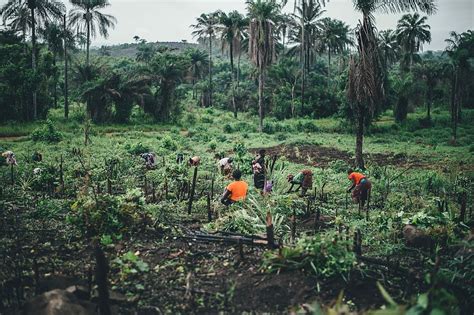 1280x720px | free download | HD wallpaper: Cassava farming in Sierra ...