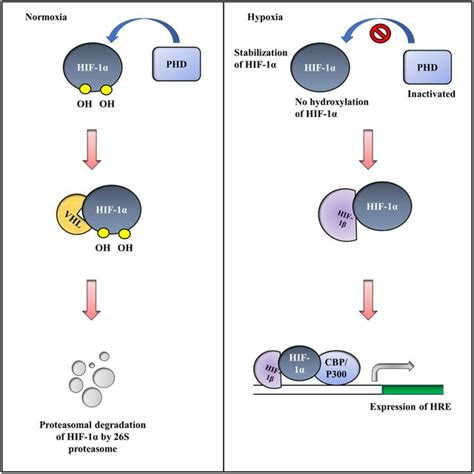 Stabilization Of Hypoxia Inducible Factor 1 Alpha Hif 1α Factor