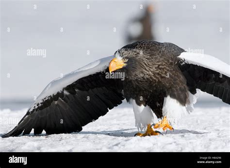 Steller S Sea Eagle Haliaeetus Pelagicus Walking Over Snow In