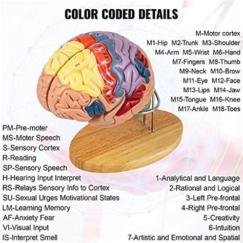 VEVOR Modèle anatomique de cerveau humain en 4 parties avec étiquettes