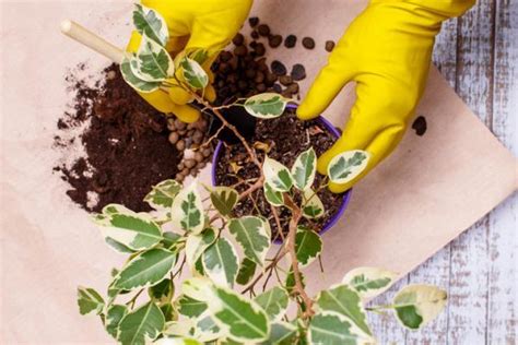 Ficus Benjamina Cura Il Giardino Commestible