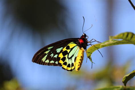 Queen Alexandra Birdwing Butterfly Facts