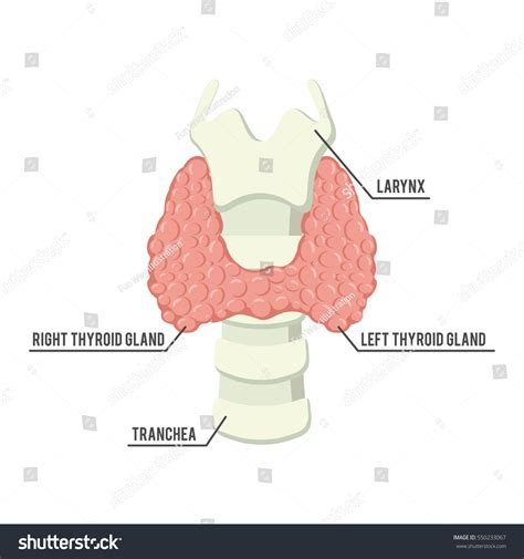 Thyroid Gland Anatomy Illustration Design Stock Vector Royalty Free