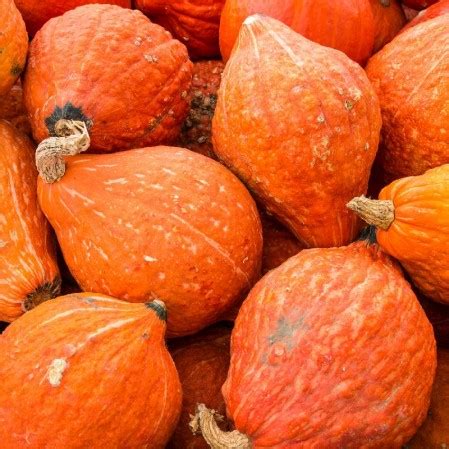 Golden Hubbard Winter Squash Seeds | Everwilde Farms