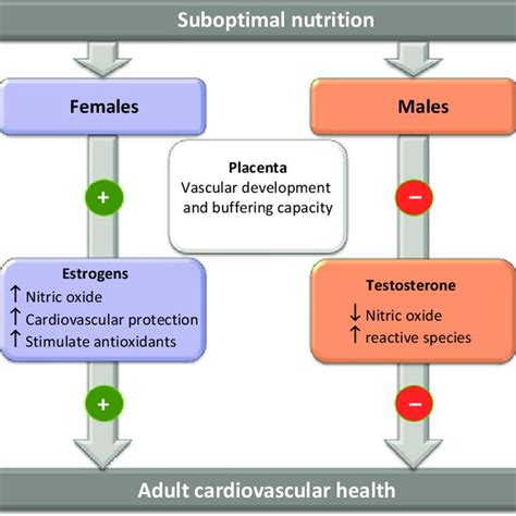 Sex Influences On Fetal Programming Of Cardiovascular Diseases Females