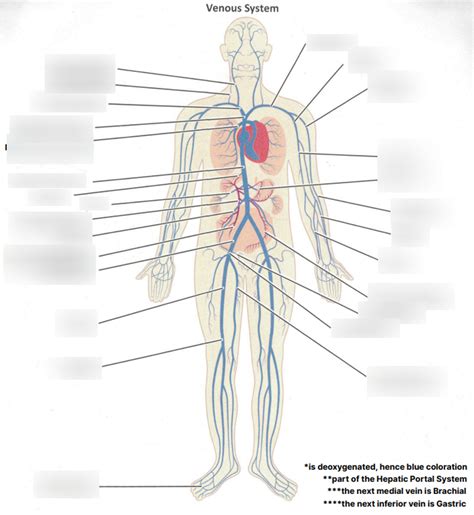 venous system Diagram | Quizlet