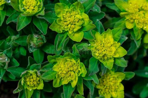 Spurge De Madera Purpurea Foto De Archivo Imagen De Espantar