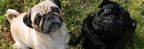 pug breed guide characteristics care information