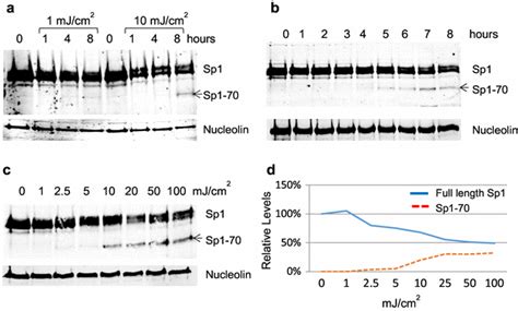 Sp Is Cleaved In Response To High Levels Of Dna Damage A Mcf A