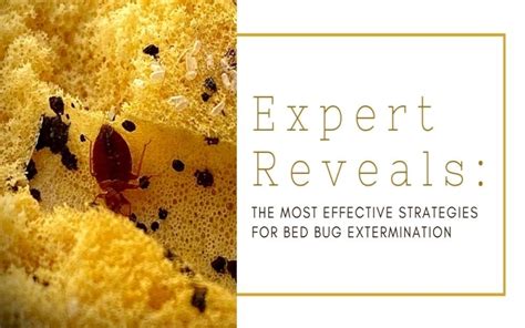 Expert Reveals The Most Effective Strategies For Bed Bug Extermination