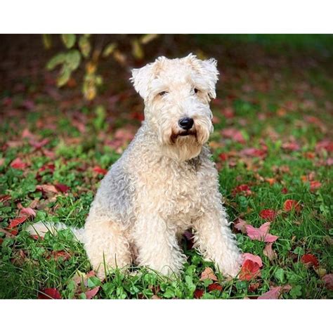 Lakeland Terrier Breed Information Owners Guide Tips Facts