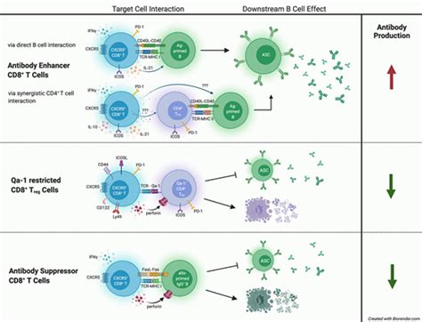 Cxcr5 Cd8 T Cells A Review Of Their Antibody Regulatory Functions And Clinical Correlations