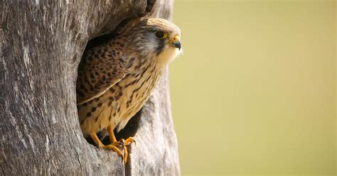 Kestrel Nesting in the UK | Birdfact