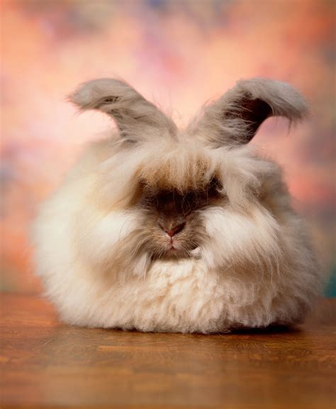 The Cuddly, Fluffy, Surreal World of Angora Show Bunnies - The New York ...