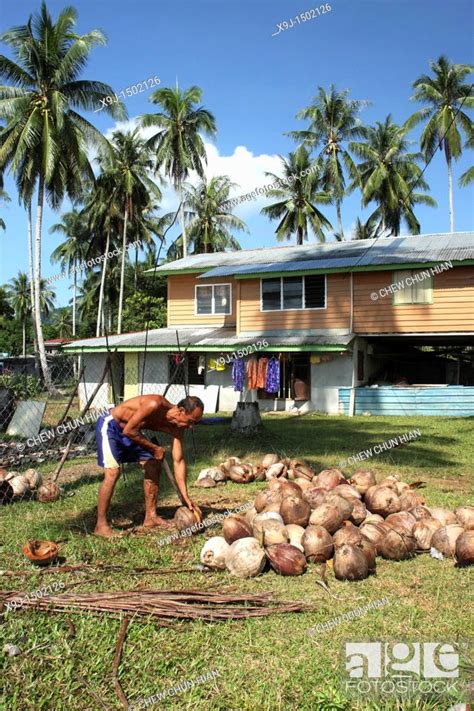 Men Processing Coconut Teluk Melano Sarawak Borneo Stock Photo