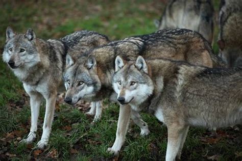 Gray Wolf Adaptations