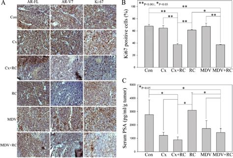 Rc3095 Efficiently Inhibits Ar V7 Expression And Blocking Of Grpgrp R