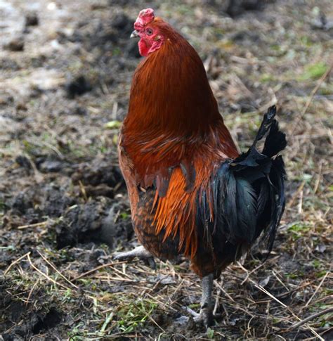 Heritage Chickens: What Are The Breeds? | BackYard Chickens