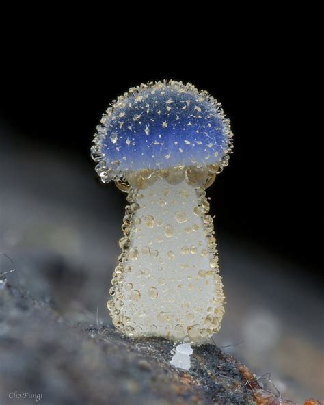 Mycena Subcyanocephala From On December At