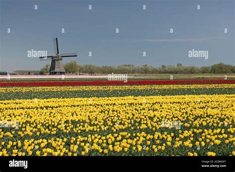 Netherlands Windmill Tulip Hi Res Stock Photography And Images Alamy