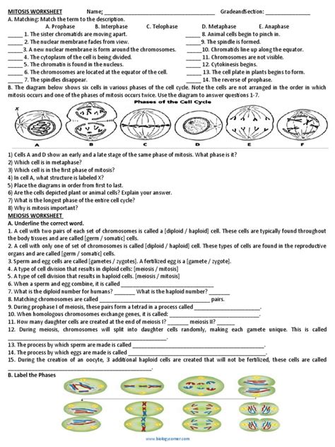 Free Phases Of Mitosis Worksheet Download Free Phases Of Mitosis